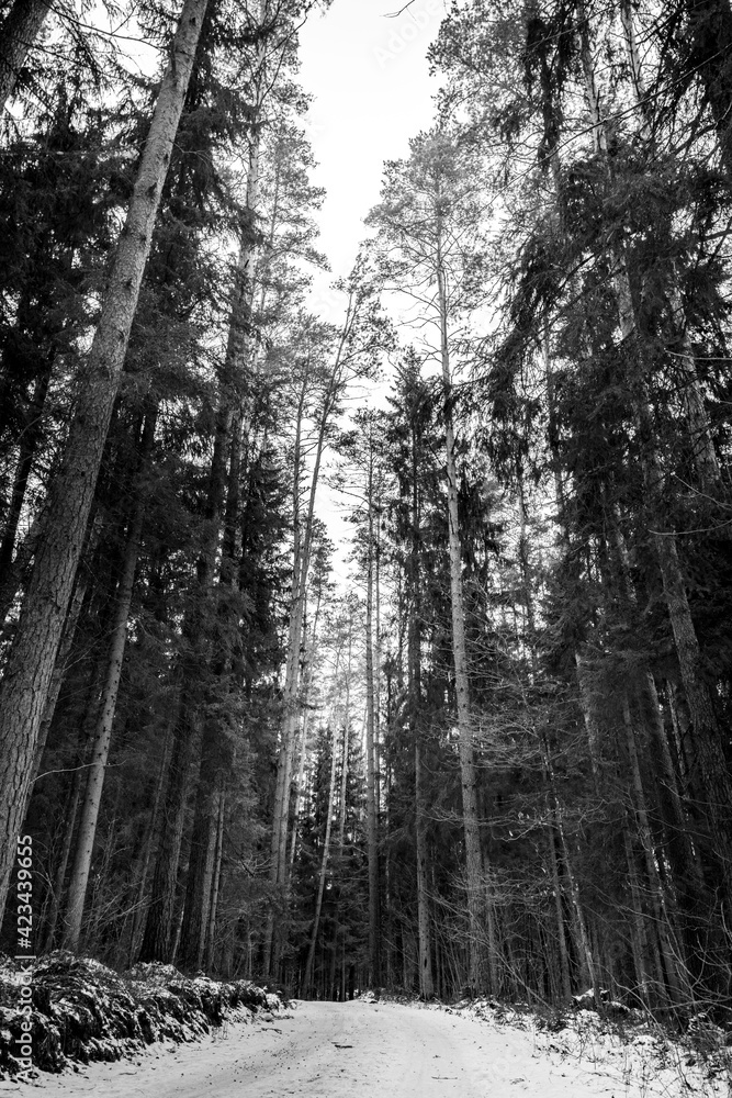 Fototapeta premium winter forest in the snow