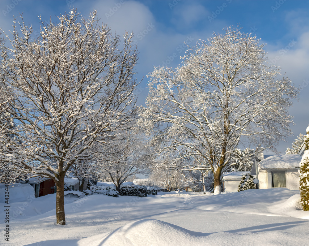 Residential street daytime after heavy snowfall buried yards, driveways and cars, snow laden trees blue sky nobody Residential street daytime after heavy snowfall buried yards, driveways and cars, snow laden trees blue sky nobody
