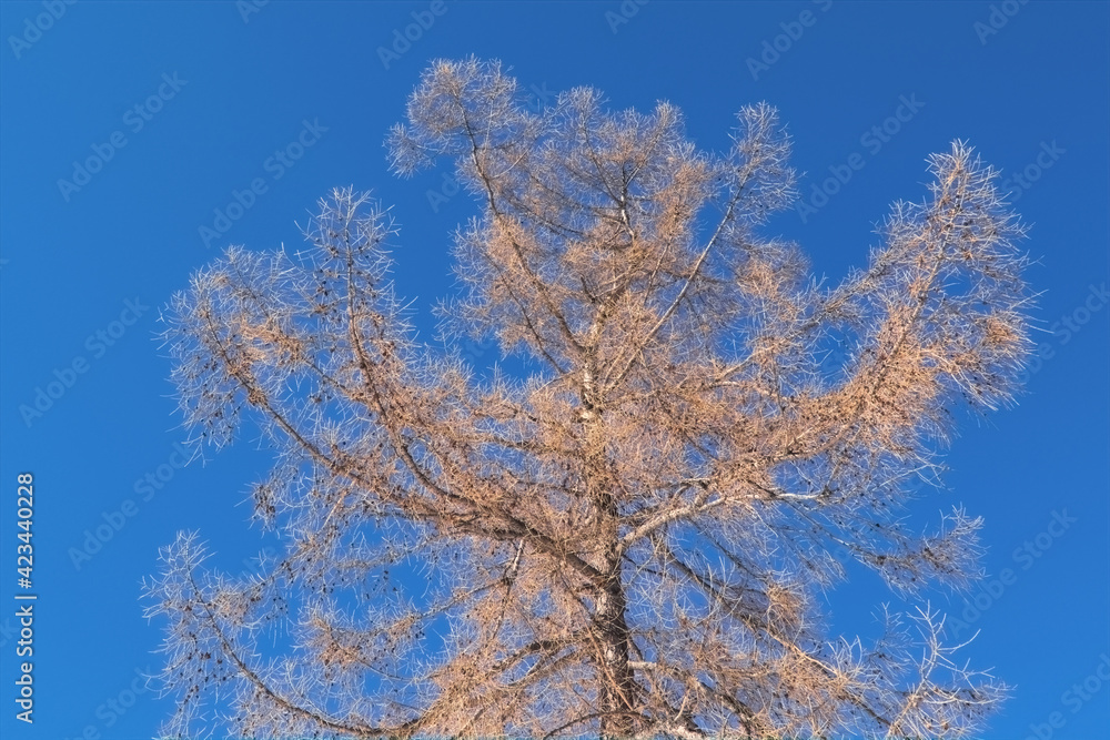 Larch crown in winter against the background of a clear blue sky. Larch crown in winter against the background of a clear blue sky.