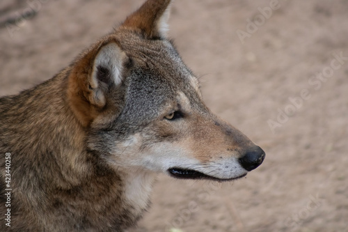 Red wolf