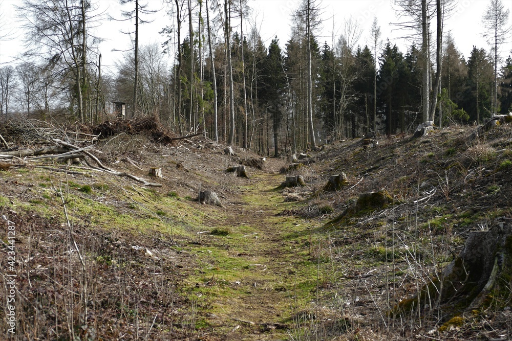 Limeswall und Graben im Wald von Dornholzhausen / Taunus