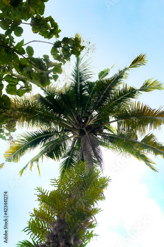 palm tree and sky