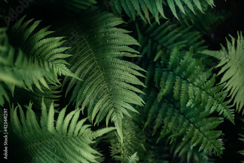 green fern leaves petals background. Vibrant green foliage. Tropical leaf. Exotic forest plant. Botany concept. Ferns jungles close up. jungle atmosphere and calm Zen meditation