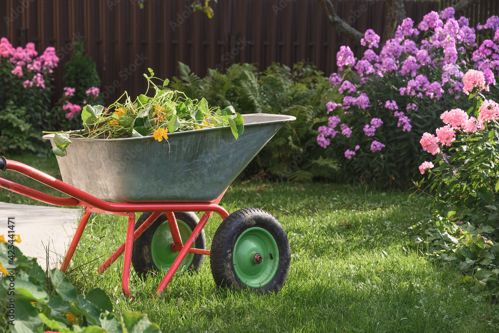 Wheelbarrow full of humus and compost on green lawn with well-groomed phlox flowers in farmhouse. Gardening. Outdoors.