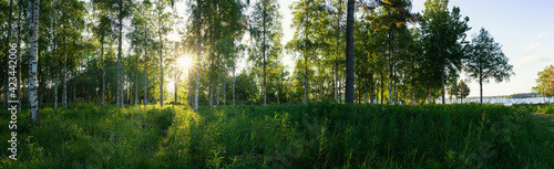 Scenic panorama of morning sun shines through birch forest at swedish countryside, Sun shine, long green grass,lake. Sweden, Umea