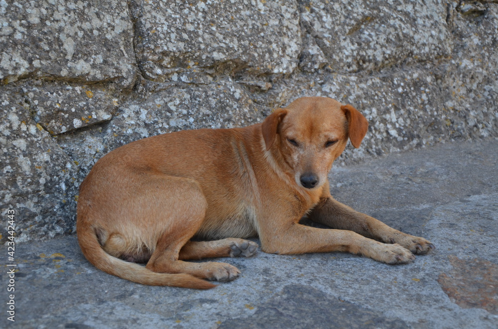 Lonely stray dog lies on the stones and is waiting for good people. Lonely stray dog lies on the stones and is waiting for good people.