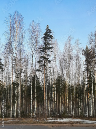 Wallpaper Mural Spring forest. Birch trees and spruce on a background of blue sky Torontodigital.ca