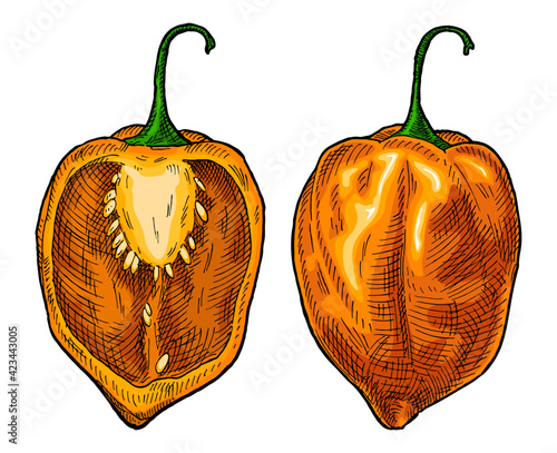 Whole and half pepper habanero. Vintage hatching vector illustration.