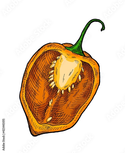 Half pepper habanero. Vintage hatching vector illustration.