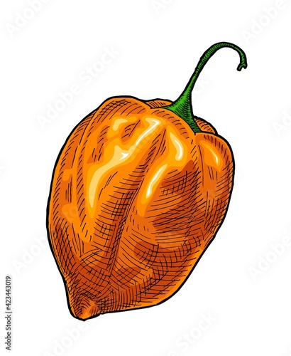 Whole pepper habanero. Vintage hatching vector illustration. photo