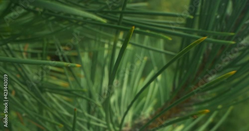 detailed extreme close-up of pine needles on tree branches.