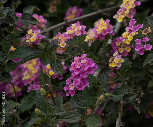 pink flowers and yellow crown among green leaves and blurred background