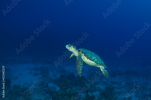 A hawksbill turtle on a tropical Caribbean reef