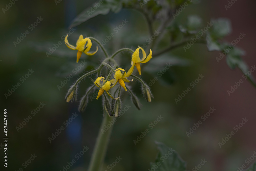 tomato plant blossom with a blurred background tomato plant blossom with a blurred background