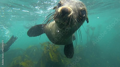 Curious sea lion coming close to camera. Seal underwater portrait photo