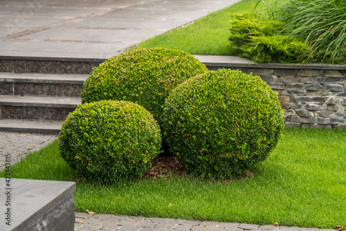 Φωτογραφία round boxwood bushes three pieces in the yard in landscape design