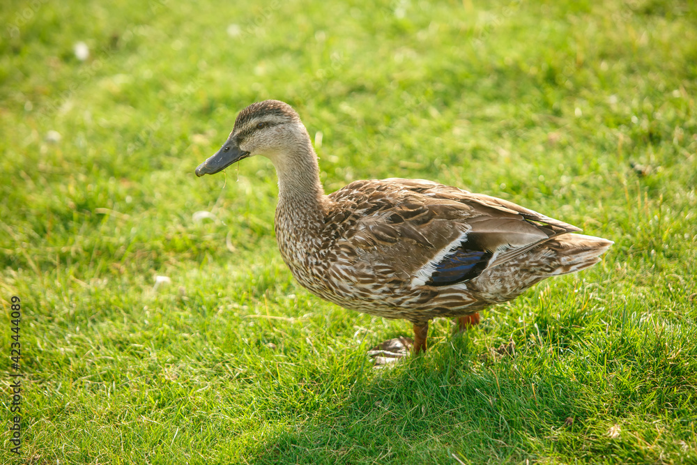 Duck grazing on green grass close-up. Duck grazing on green grass close-up.