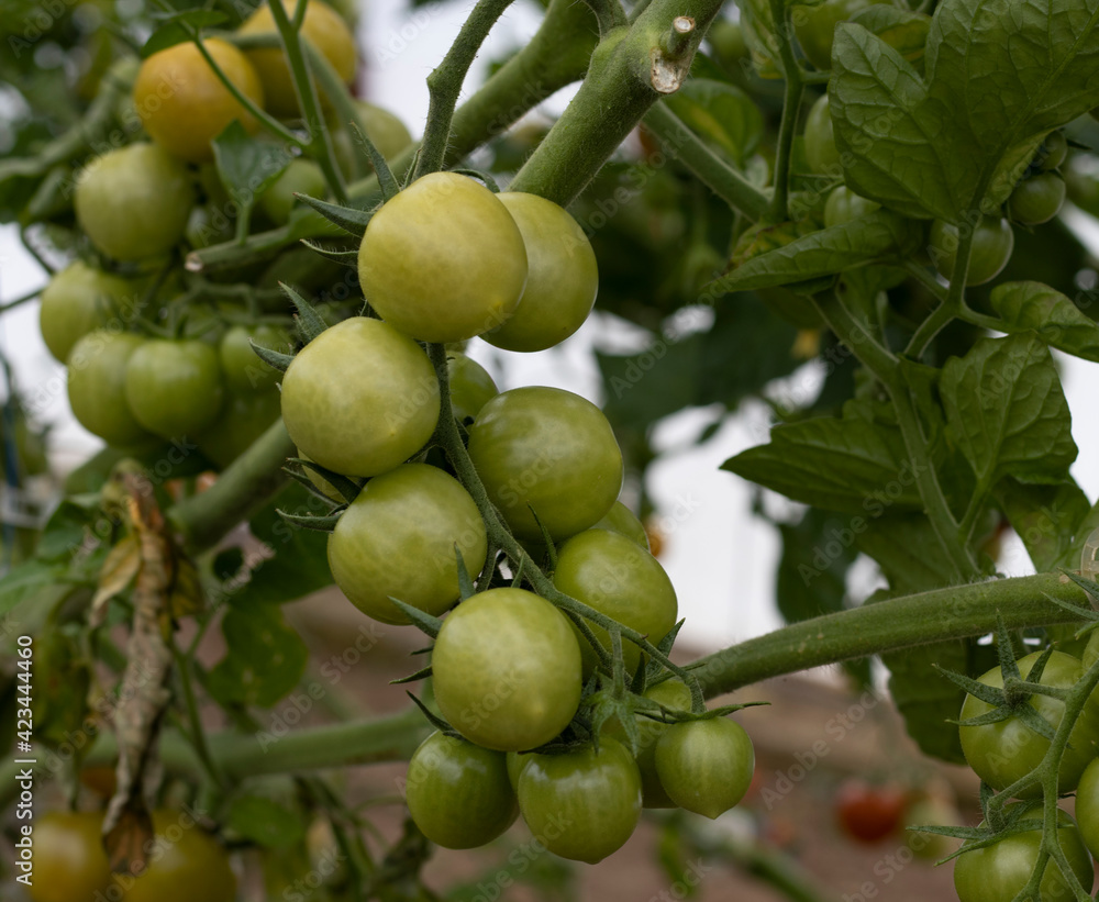unripe branch of green tomatoes, leaves and blurred background unripe branch of green tomatoes, leaves and blurred background