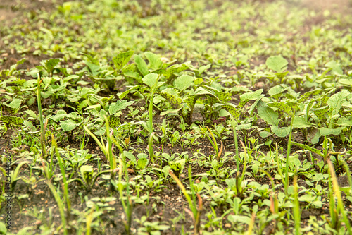 Young little sprouts of various green plants with weeds and grass on garden bed growing in spring. Selective focus.