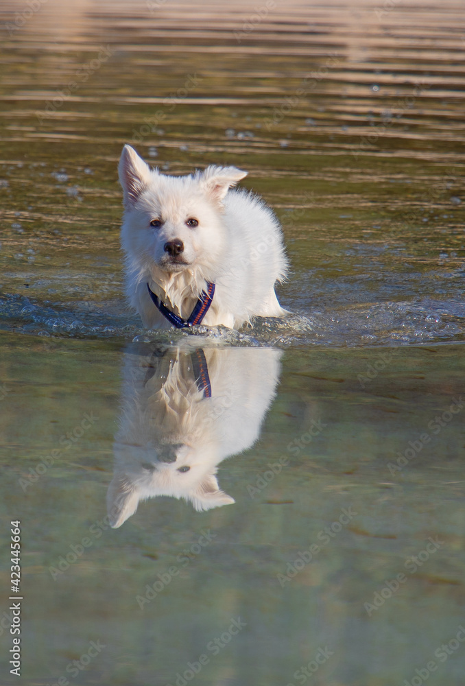Weißer Schäferhund Welpe läuft durch den See Weißer Schäferhund Welpe läuft durch den See