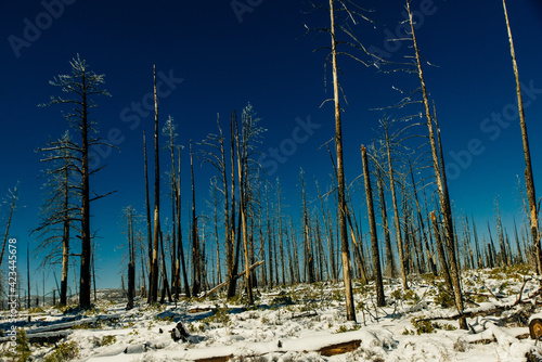 Burned trees in winter against the blue sky. bryce national park photo