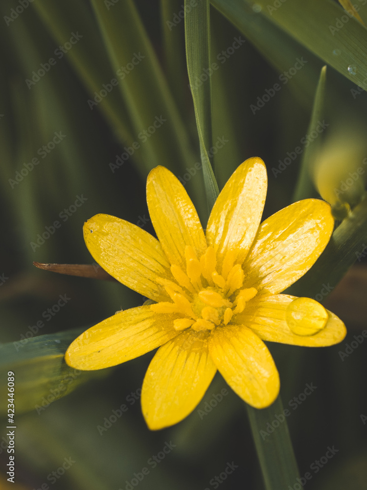 Obraz premium Fleur jaune
