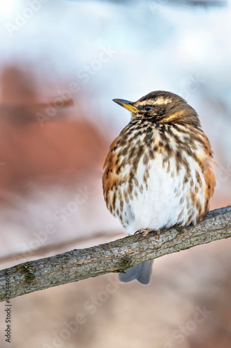 Fotografie Beautiful redwing bird sitting on the branch, Pomerania Poland
