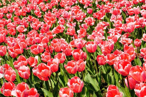 横浜公園の花壇に咲く鮮やかなチューリップ