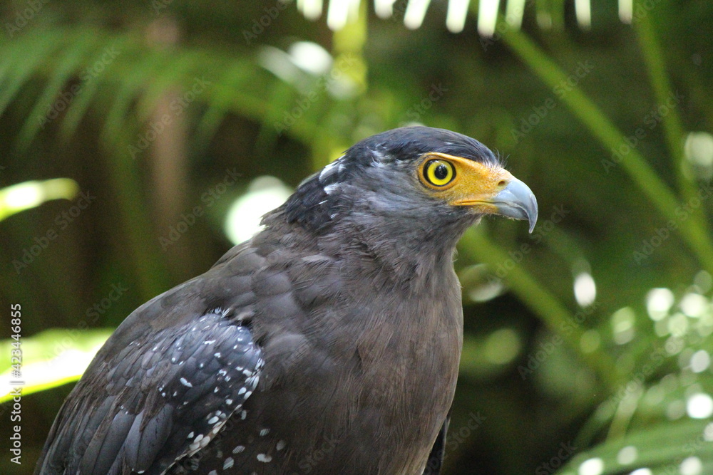 Fototapeta premium golden eagle