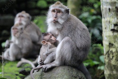 monkey is feeding the baby © Olya
