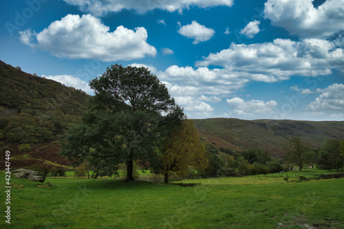 landscape with trees