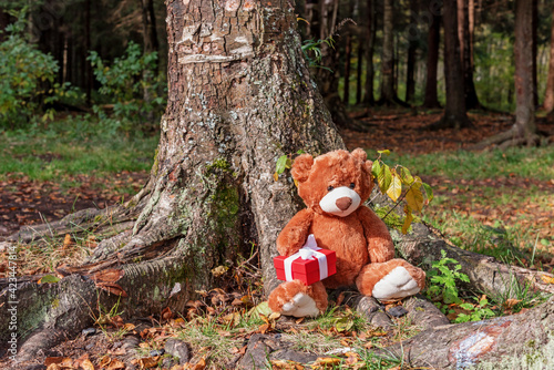 Stuffed toy animal Teddy bear with a gift sits in the roots of a large tree in the autumn forest