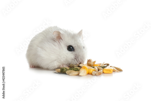 Cute funny pearl hamster eating on white background photo