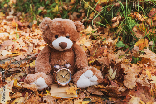 Soft toy animal Teddy bear sit on autumn leaves in natute and keeps the alarm clock.