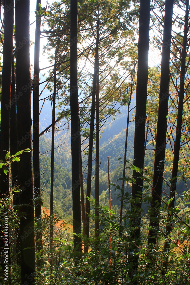 Hiking the Japanese Kumano Kodo Pilgrimage Trail - Nakahechi Route (熊野古道 - 中辺路コース) | On the trail