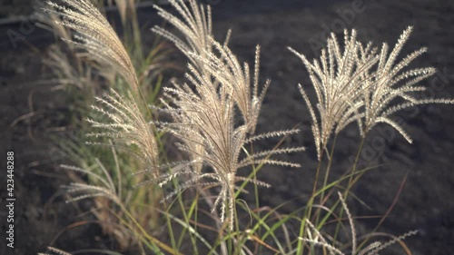 Close-up wild grass with spikelets swaying in the wind, summer plants.Grass with golden and fluffy ears,nature.Spikelets of wild grass at sunset.Plants in sunlight. Spikelets of wild wheat in field
