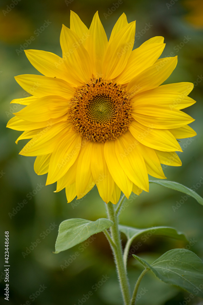 Sonnenblume (Helianthus annuus) Sonnenblume (Helianthus annuus)