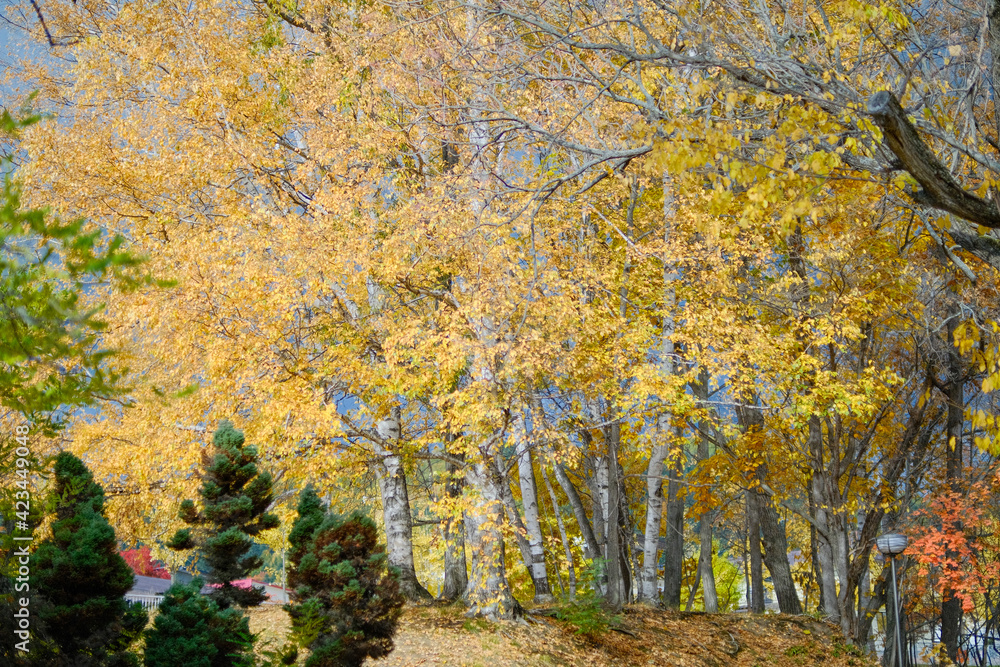 Fototapeta premium 白樺の紅葉