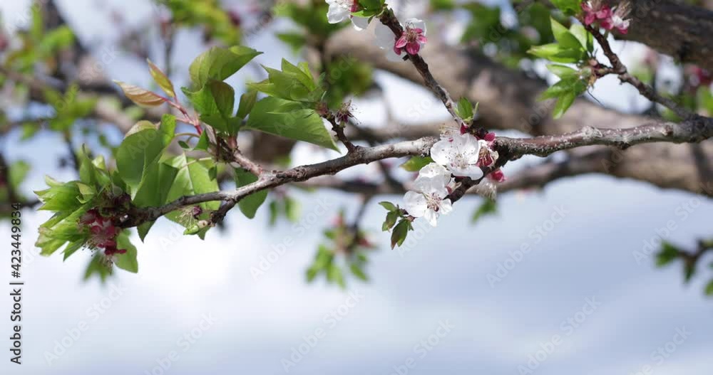 cherry blossoms and leaves at tree cherry blossoms and leaves at tree