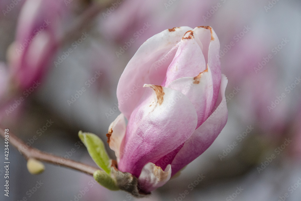 Magnolie - Blüte Magnolie - Blüte