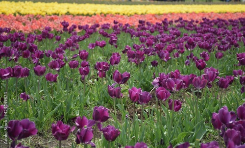 field of tulips © Duleepa