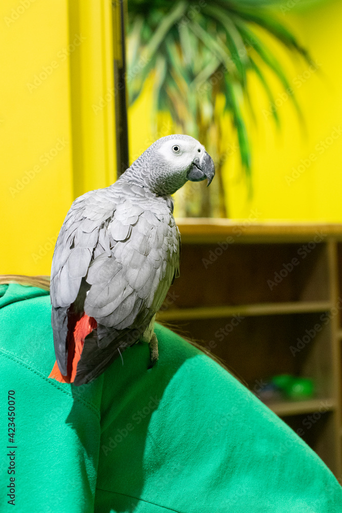 Obraz premium parrot gray with red tail sits
