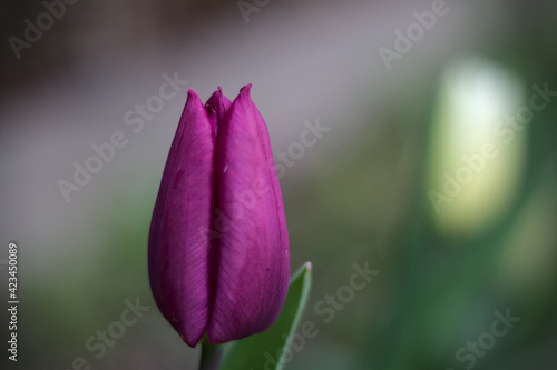 Beautiful Tulip. Garden in Belgium. 