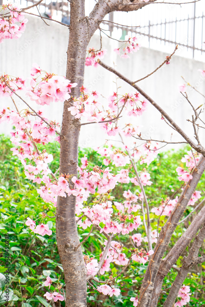 Obraz premium pink cherry blossom