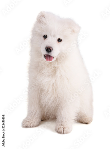 Portrait of a Smaoyed puppy on a white background