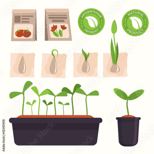 set of illustrations for the gardener. Sprouts in cuvettes, seed germination, seed bags. round label "natural product"