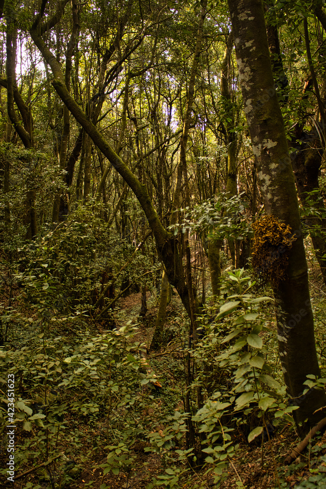 The Forest of Agua García, Tenerife. Canary Islands. It is a tiny laurel forest where several ancient trees, the Guardianes Centenarios (Centennial Guardians), are located The Forest of Agua García, Tenerife. Canary Islands. It is a tiny laurel forest where several ancient trees, the Guardianes Centenarios (Centennial Guardians), are located