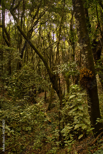 The Forest of Agua Garc  a  Tenerife. Canary Islands. It is a tiny laurel forest where several ancient trees   the Guardianes Centenarios  Centennial Guardians   are located