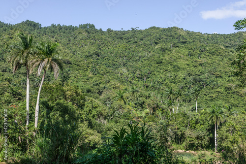 Palm Trees And Jungle