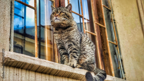 Photography A gorgeous british tabby cat is sitting dreamily on the windowsill